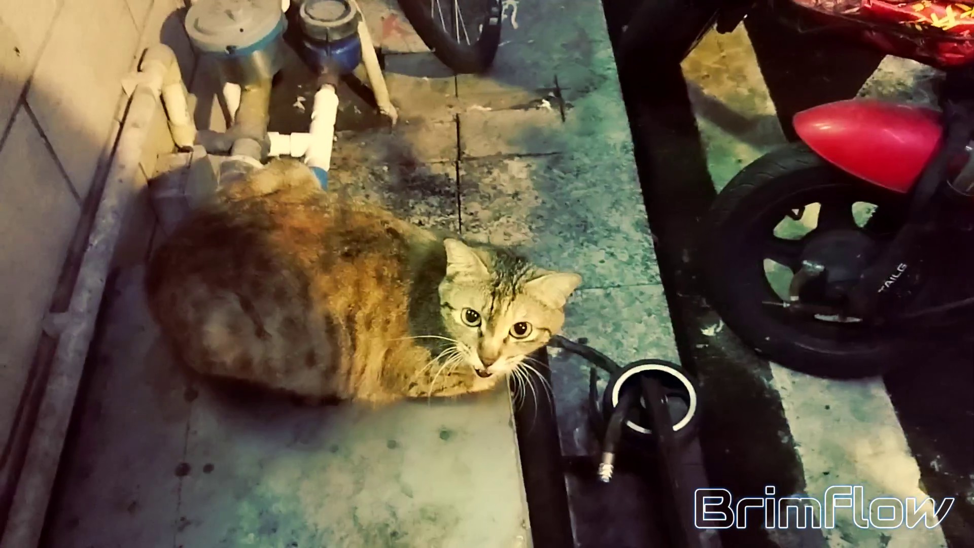 暖狸日记：它每天都来